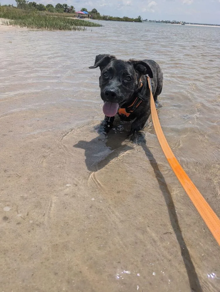 A baby medium-sized male Brindle German Shepherd Dog dog named Arlo for adoption in St. Petersburg, FL