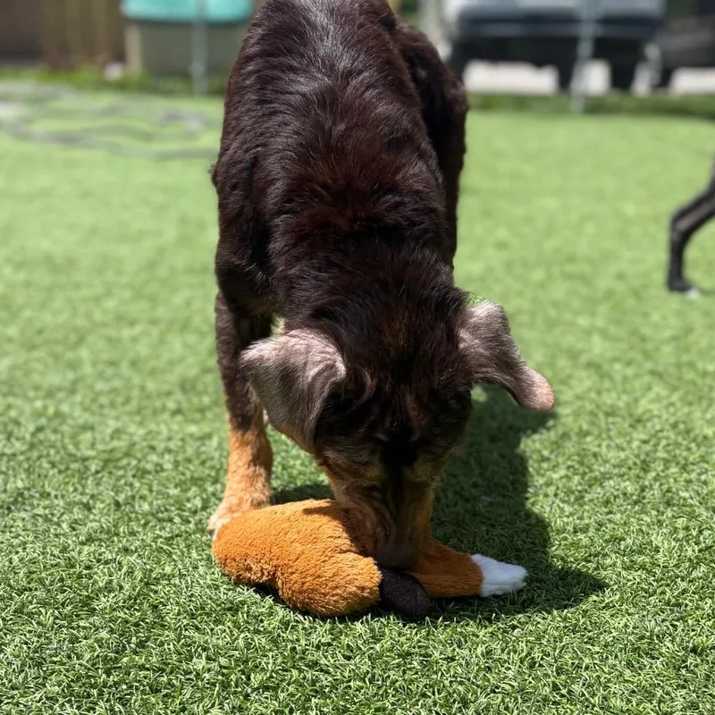 An adult medium-sized female Brown / Chocolate Mixed Breed dog named Dee Dee for adoption in Batavia, OH