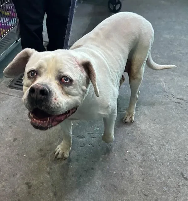 A senior medium-sized female American Bulldog dog named Zoe for adoption in Baldwin Park, CA