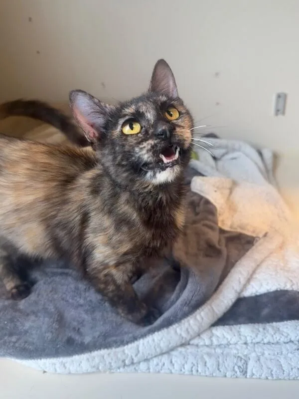 An adult medium-sized female Tortoiseshell Domestic Short Hair cat named Ratatouille for adoption in Fort Collins, CO