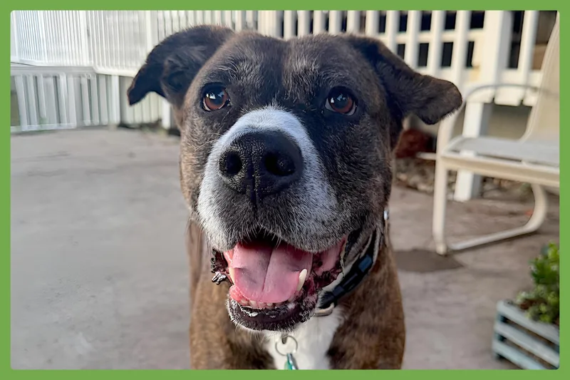An adult large-sized female Brindle American Staffordshire Terrier dog named Baby for adoption in Amherst, MA