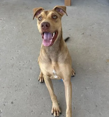 A young large-sized male Brown / Chocolate Doberman Pinscher dog named Hank Dog for adoption in Thousand Oaks, CA