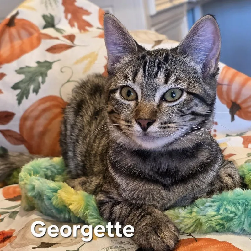 A baby small-sized female Gray / Blue / Silver Domestic Short Hair cat named Georgette for adoption in Kyle, TX