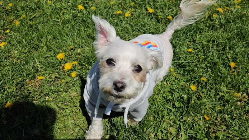 A senior small-sized female White / Cream Maltese dog named Angel for adoption in Dodgeville, WI