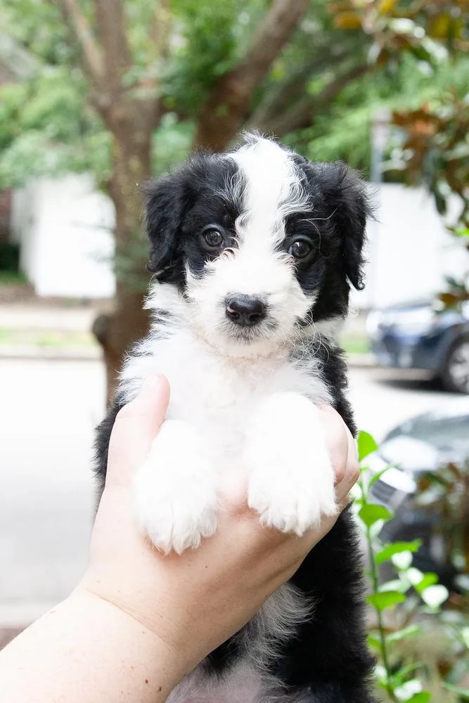 A baby medium-sized female Black Aussiedoodle dog named Ladybug for adoption in Franklin, TN