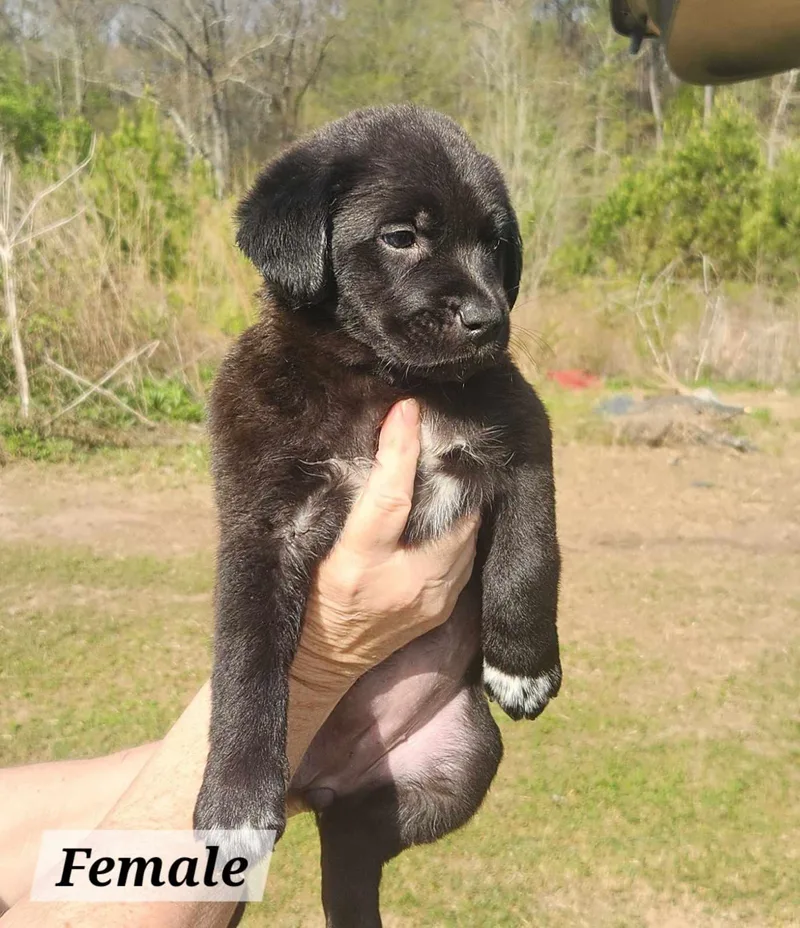 A baby medium-sized female Labrador Retriever dog named Eva for adoption in Royal Palm Beach, FL