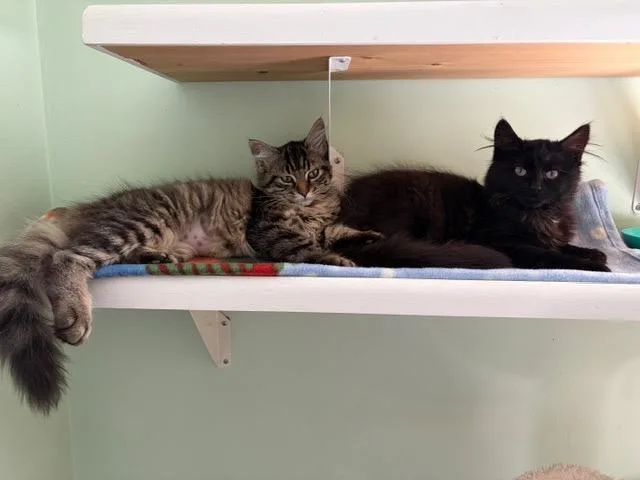 A baby medium-sized female Tabby (Gray / Blue / Silver) Tabby cat named Gemma And Jewel for adoption in Churchville, PA