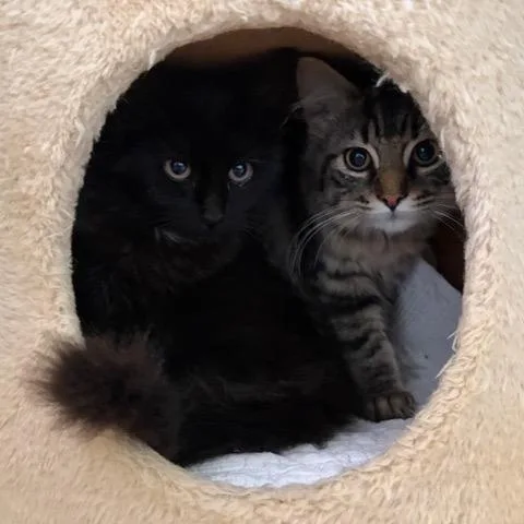 Gemma And Jewel thumbnail 2