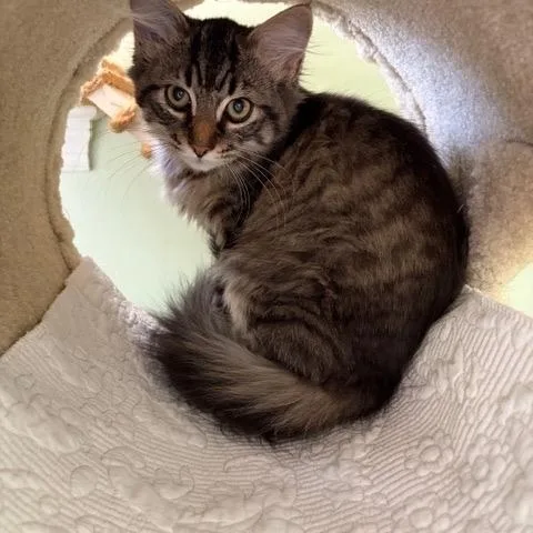 Gemma And Jewel thumbnail 5