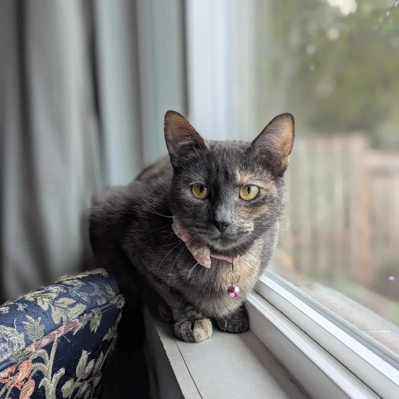 A young small-sized female Dilute Tortoiseshell Domestic Short Hair cat named Calliope AKA Cally for adoption in Portland, OR