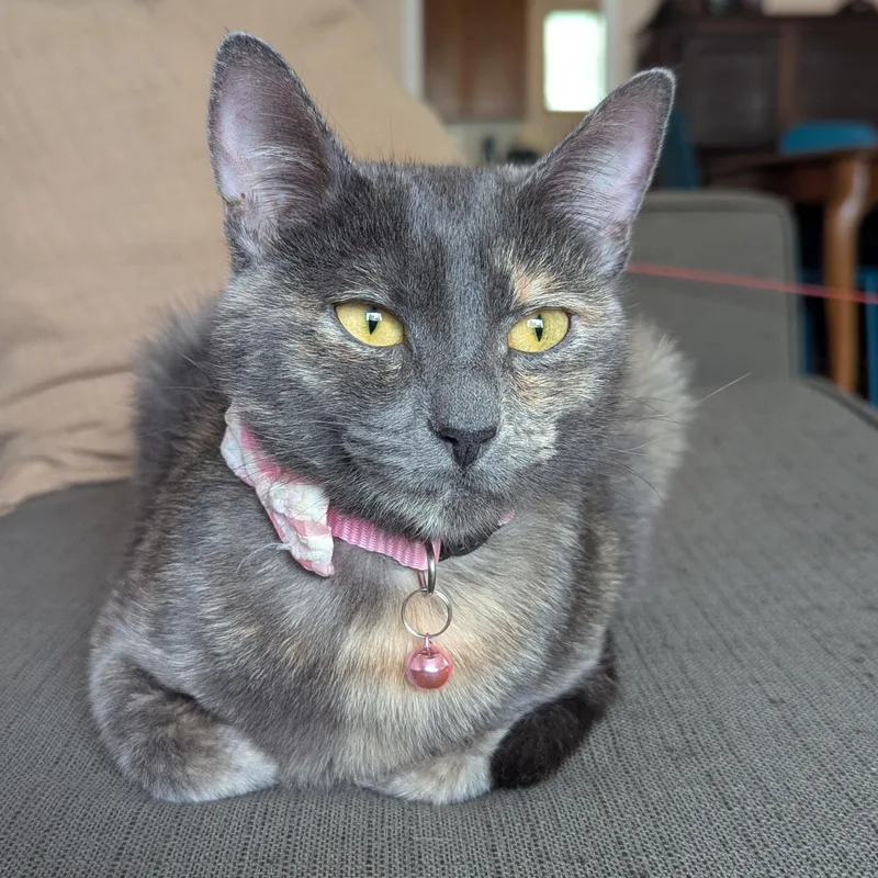 Calliope AKA Cally thumbnail 2