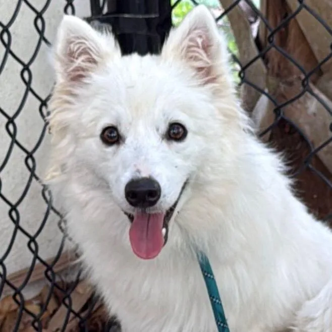 A young small-sized male American Eskimo Dog dog named Collin for adoption in Lauderhill, FL