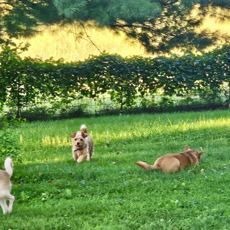 A young small-sized female Yellow / Tan / Blond / Fawn Yorkshire Terrier dog named Ginger for adoption in High View, WV