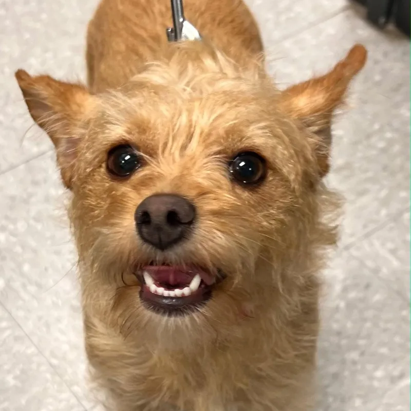 Ginger thumbnail 5