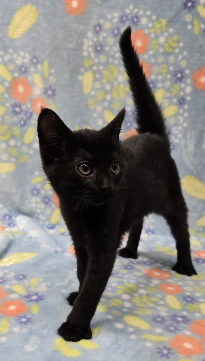 A baby medium-sized female Black Domestic Short Hair cat named Hawley for adoption in Payson, AZ
