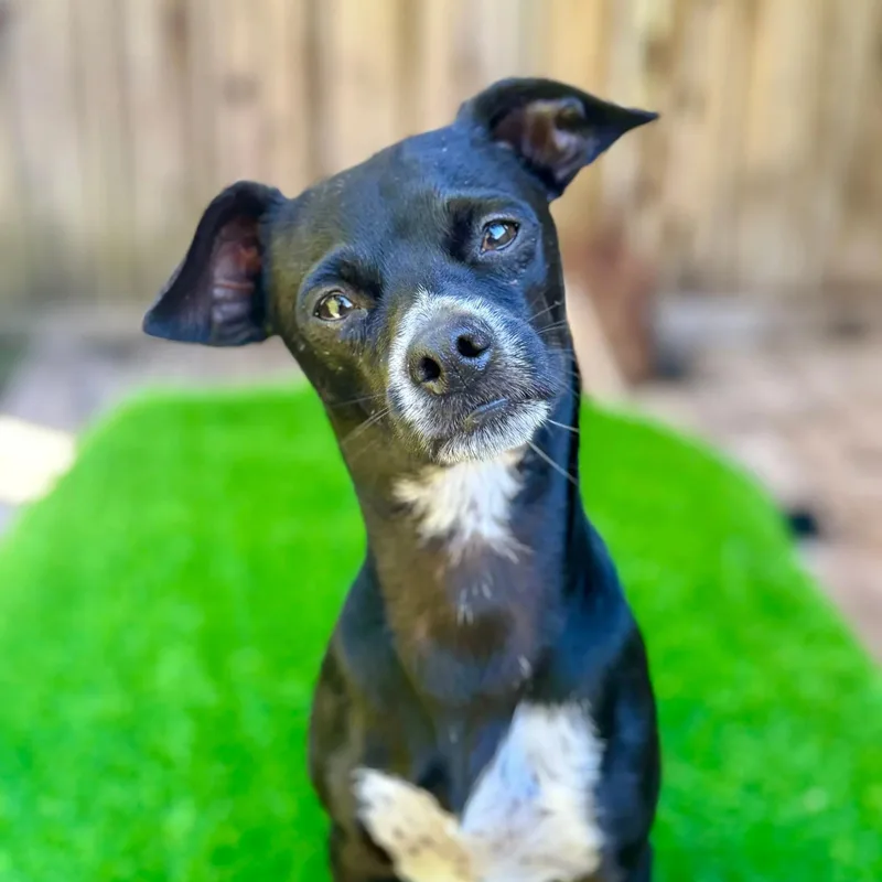 A young small-sized male Chihuahua dog named Soda for adoption in San Francisco, CA