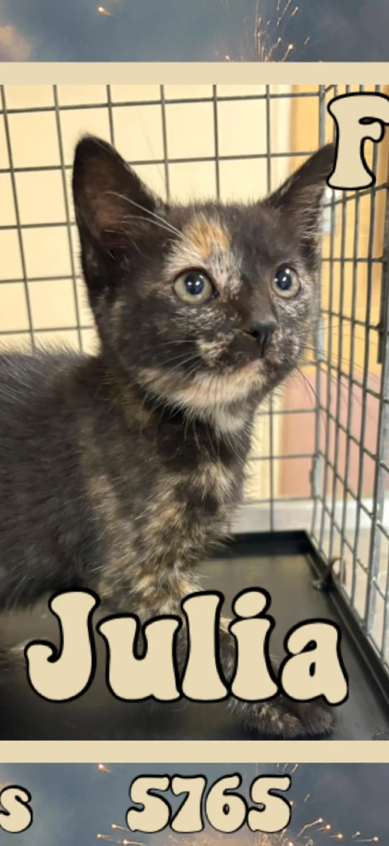 A baby medium-sized female Tortoiseshell American Shorthair cat named Julia for adoption in Marvin, NC
