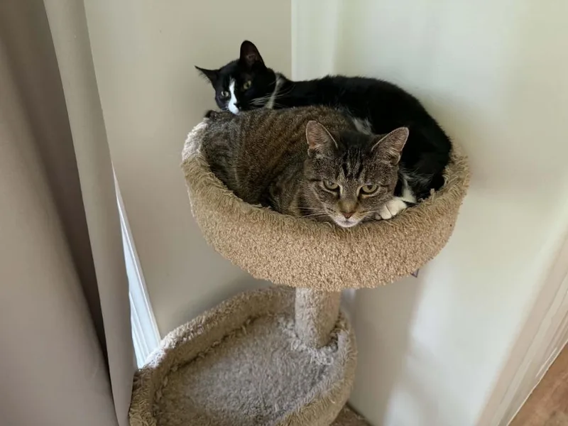An adult medium-sized male Brown / Chocolate Domestic Short Hair cat named Baja for adoption in Milton, DE