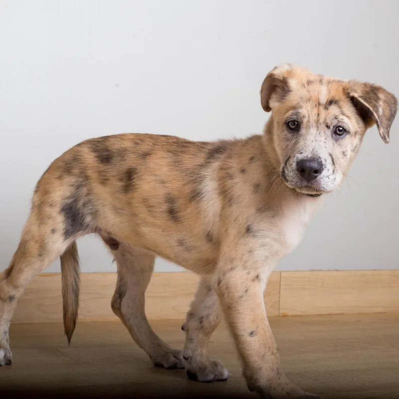 A baby medium-sized male Catahoula Leopard Dog dog named Yogi D for adoption in Minnetonka, MN