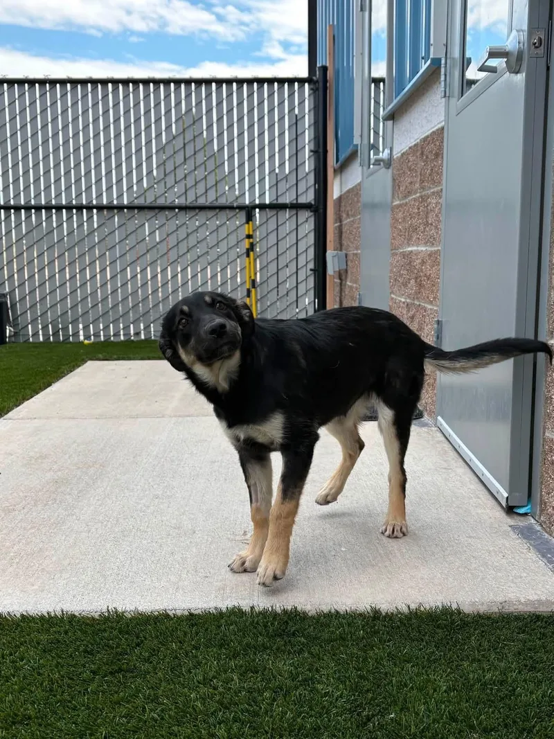 A young large-sized female German Shepherd Dog dog named Harley Quinn for adoption in Prineville, OR