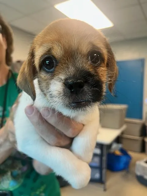 A baby small-sized male White / Cream Cockapoo dog named Cooper for adoption in Manassas, VA