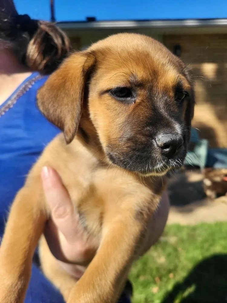 A baby medium-sized female Australian Cattle Dog / Blue Heeler dog named Summer for adoption in Pottstown, PA