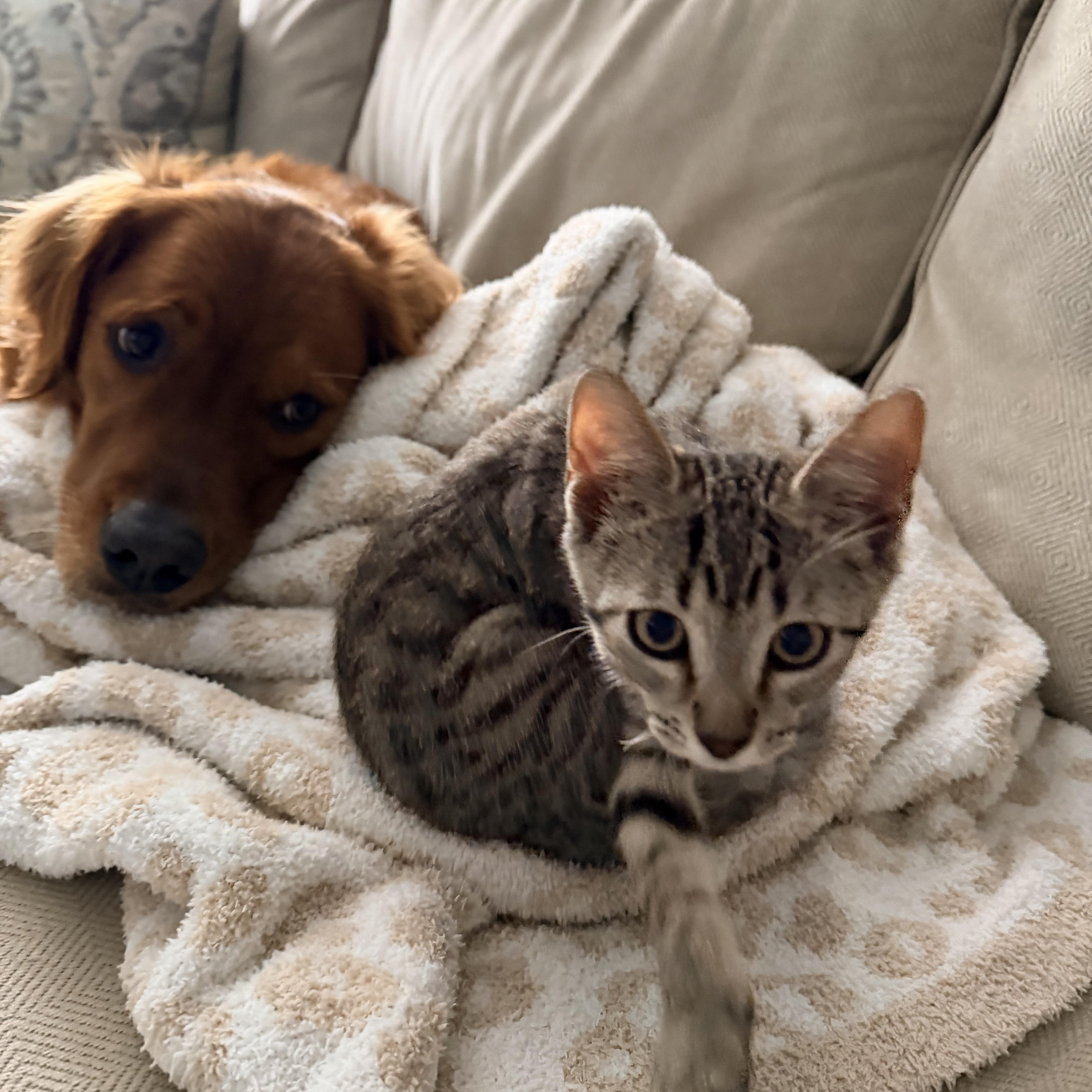 Remy & Toby thumbnail 2