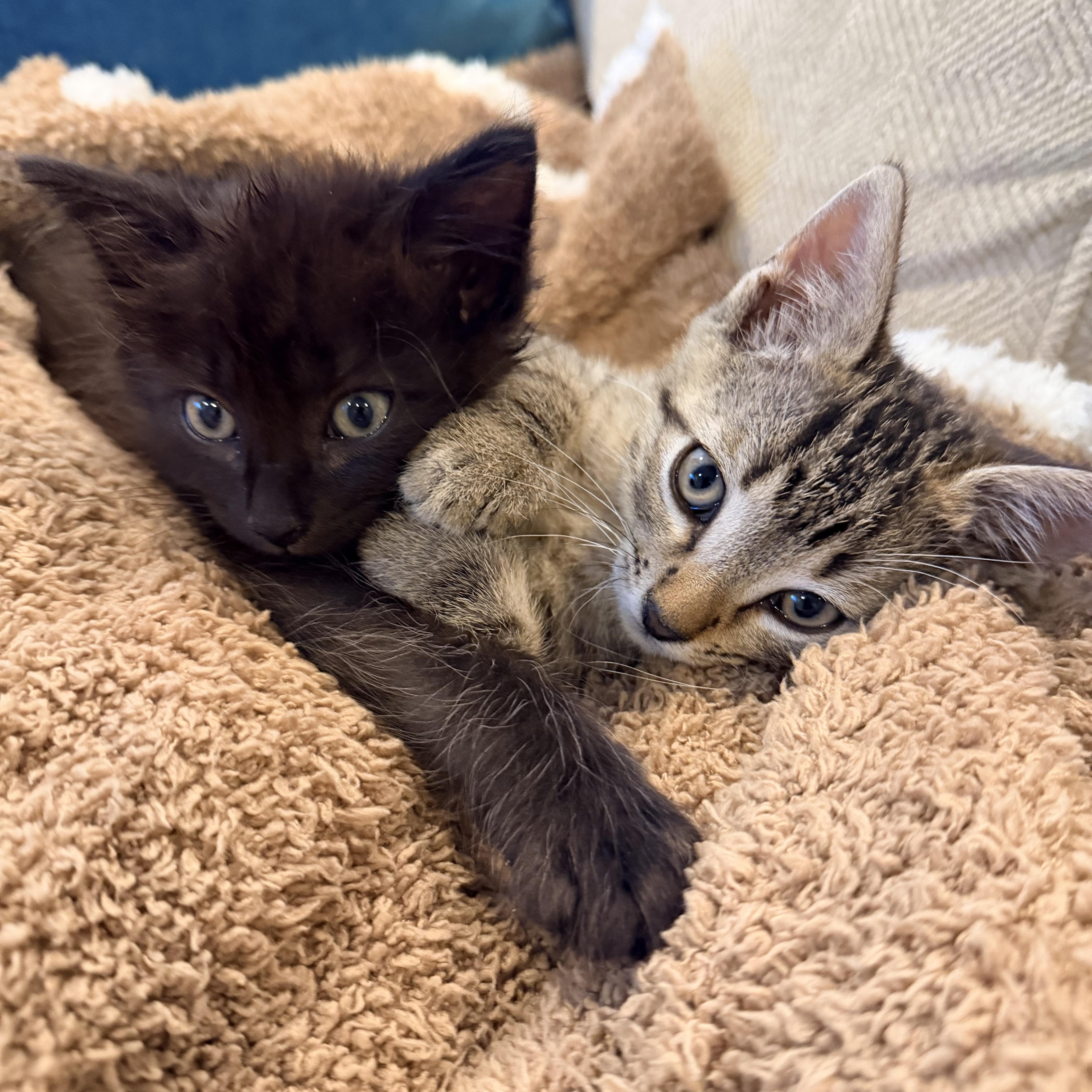 Remy & Toby thumbnail 5