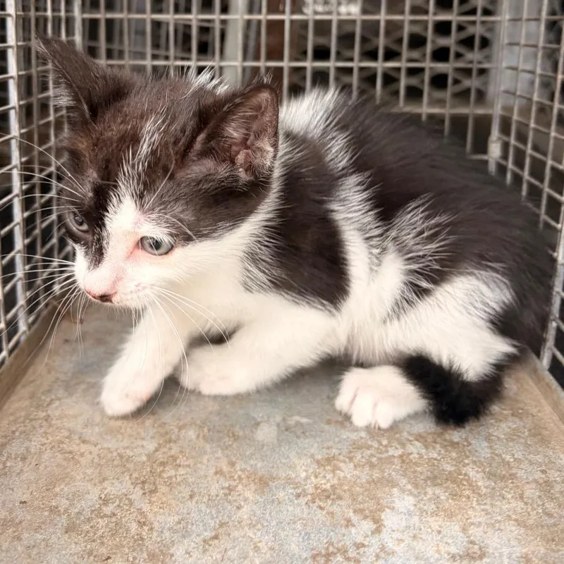 A baby small-sized male White Domestic Short Hair cat named Dave for adoption in Edinburg, TX