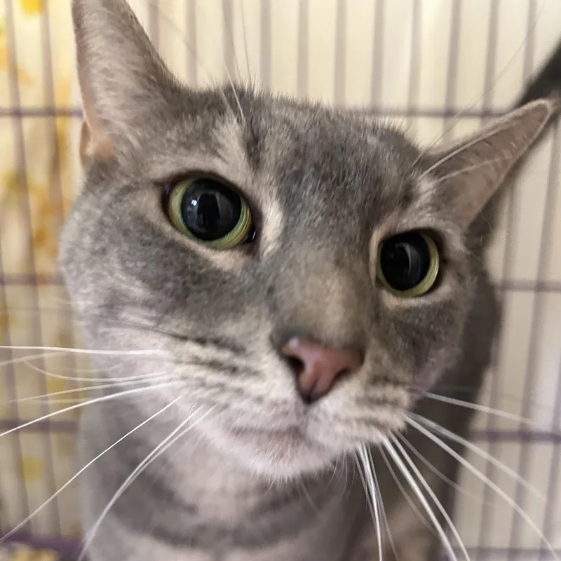 An adult medium-sized male Gray / Blue / Silver Domestic Short Hair cat named Copper for adoption in Bedford, NH
