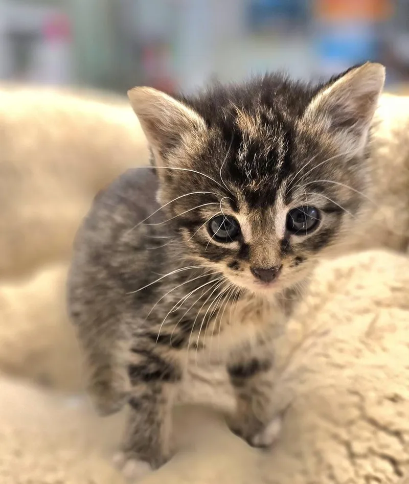 A baby small-sized female Brown / Chocolate Domestic Short Hair cat named Paris for adoption in Vancouver, WA