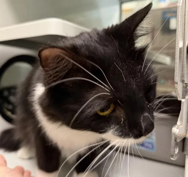 An adult medium-sized male Domestic Short Hair cat named Bizu for adoption in Escondido, CA