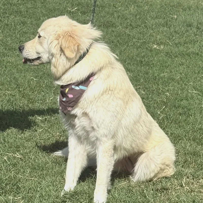 A young medium-sized female White / Cream Great Pyrenees dog named Conqueto for adoption in Williston, VT