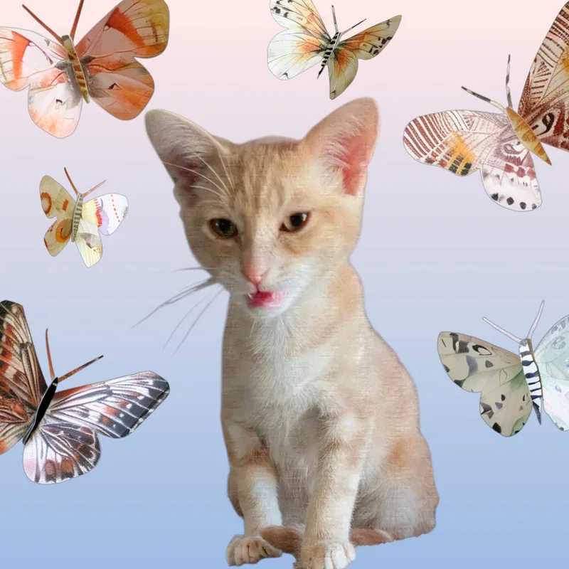 Chai thumbnail 3