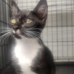 A baby small-sized male Black Domestic Short Hair cat named Tap for adoption in New York, NY