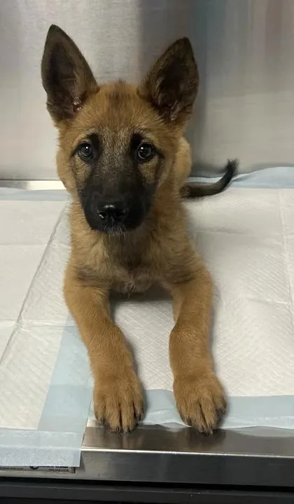 A baby small-sized female German Shepherd Dog dog named Acorn for adoption in Fresno, CA