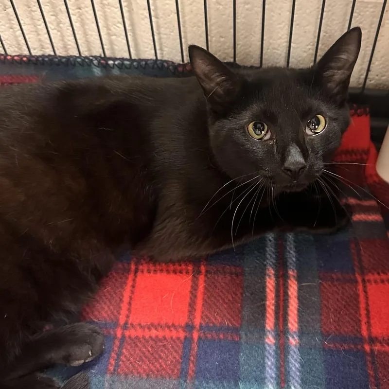A young large-sized male Black Domestic Short Hair cat named Squid for adoption in Rocky Mount, VA