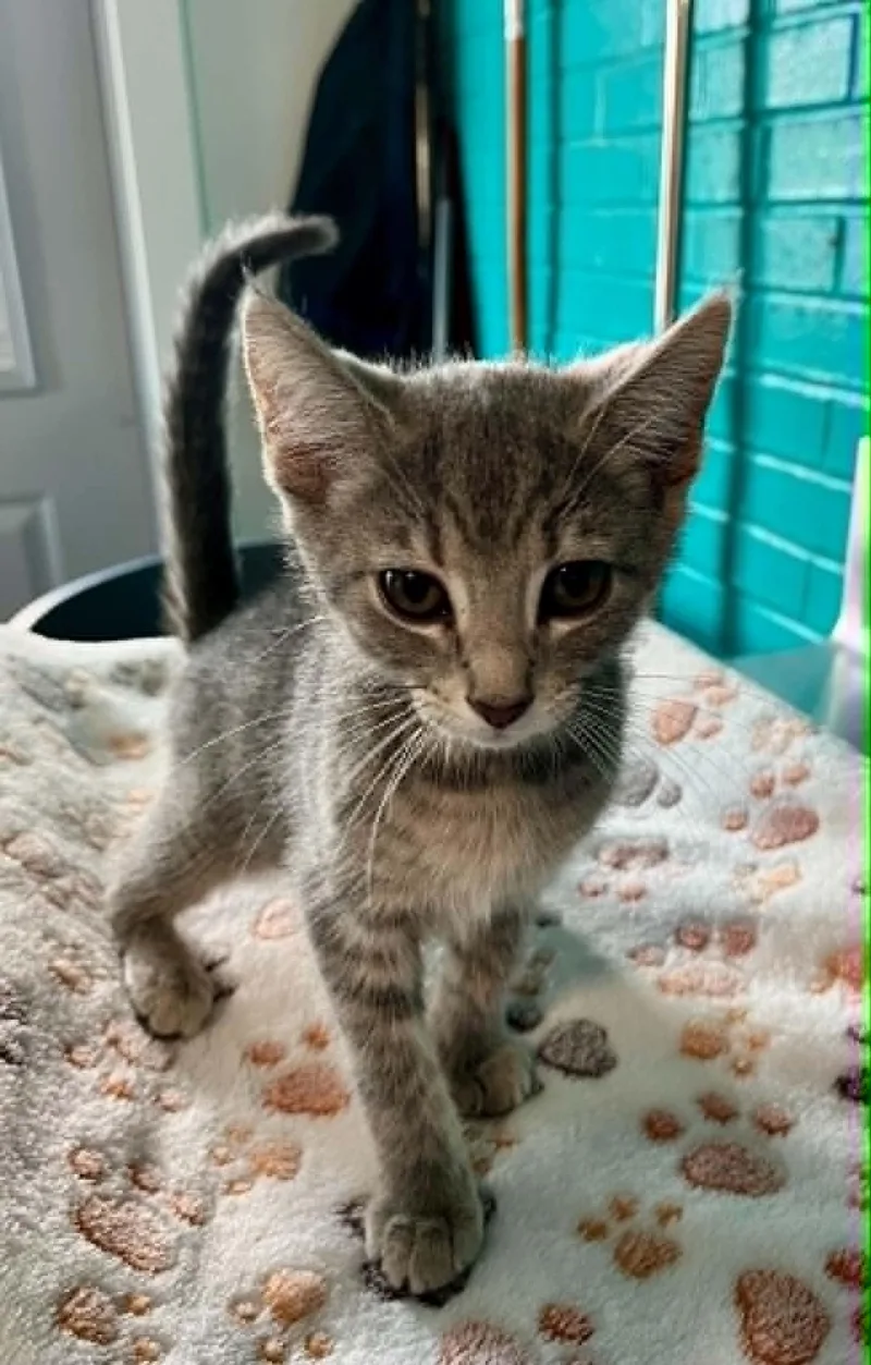 Kiki