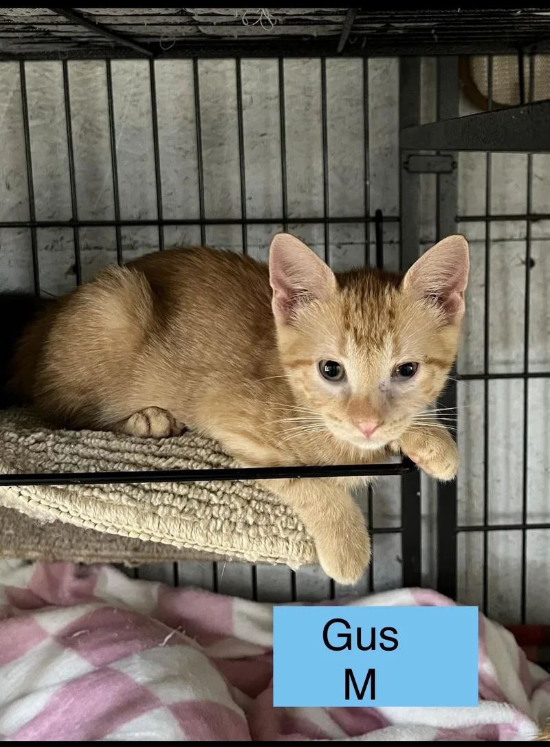 A baby small-sized male Domestic Short Hair cat named Gus for adoption in Sneads Ferry, NC