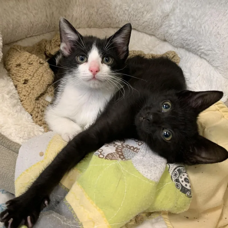 A baby small-sized female Black Domestic Short Hair cat named Delight for adoption in South Elgin, IL
