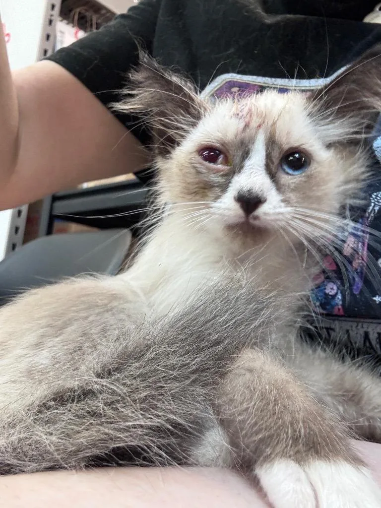 A baby medium-sized female Ragdoll cat named Harley Quinn for adoption in Johnson City, TN