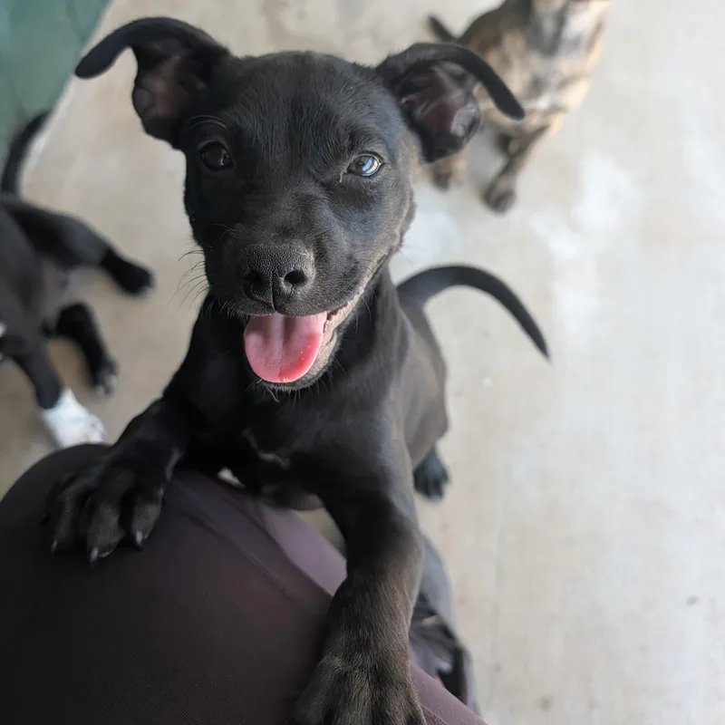A baby medium-sized female Black Black Labrador Retriever dog named Stella for adoption in Bella Vista, AR