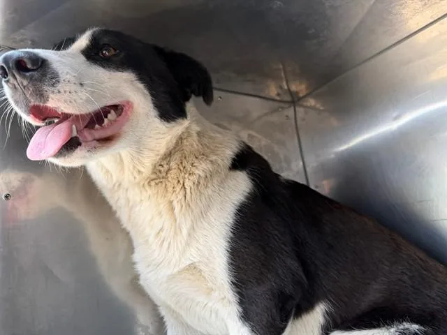 A young large-sized female Mixed Breed dog named Oreo for adoption in Dallas, TX