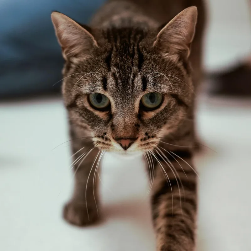 A young large-sized male Domestic Short Hair cat named Chestnut for adoption in Chaska, MN