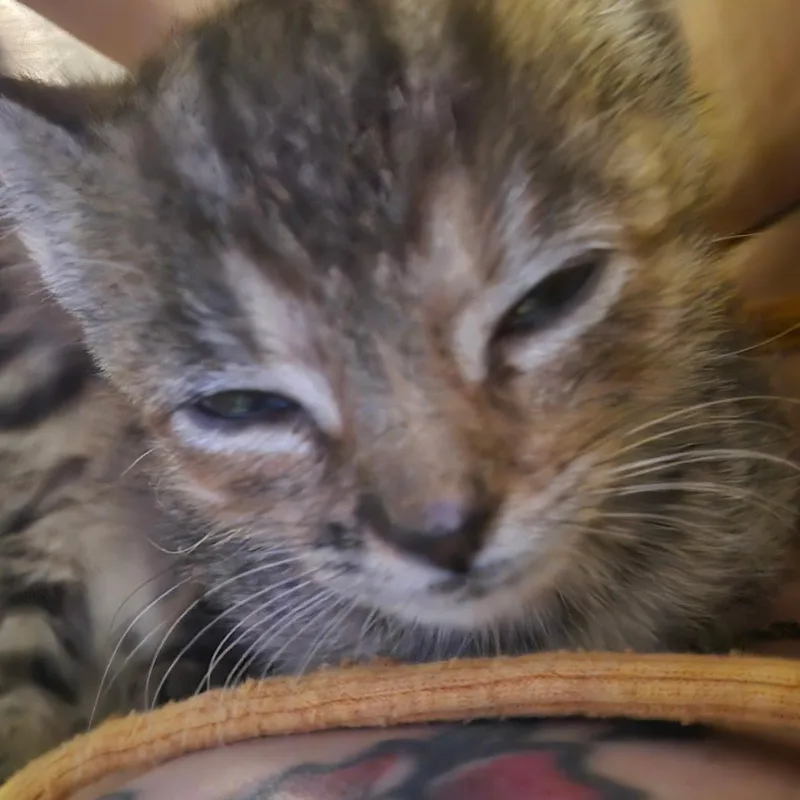 A baby medium-sized female Tabby cat named Ying for adoption in Denver, NC