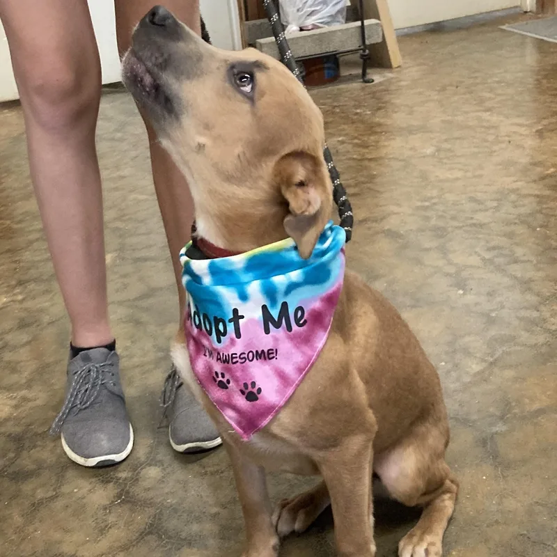 A young medium-sized female Mountain Cur dog named Caramel for adoption in Chicopee, MA