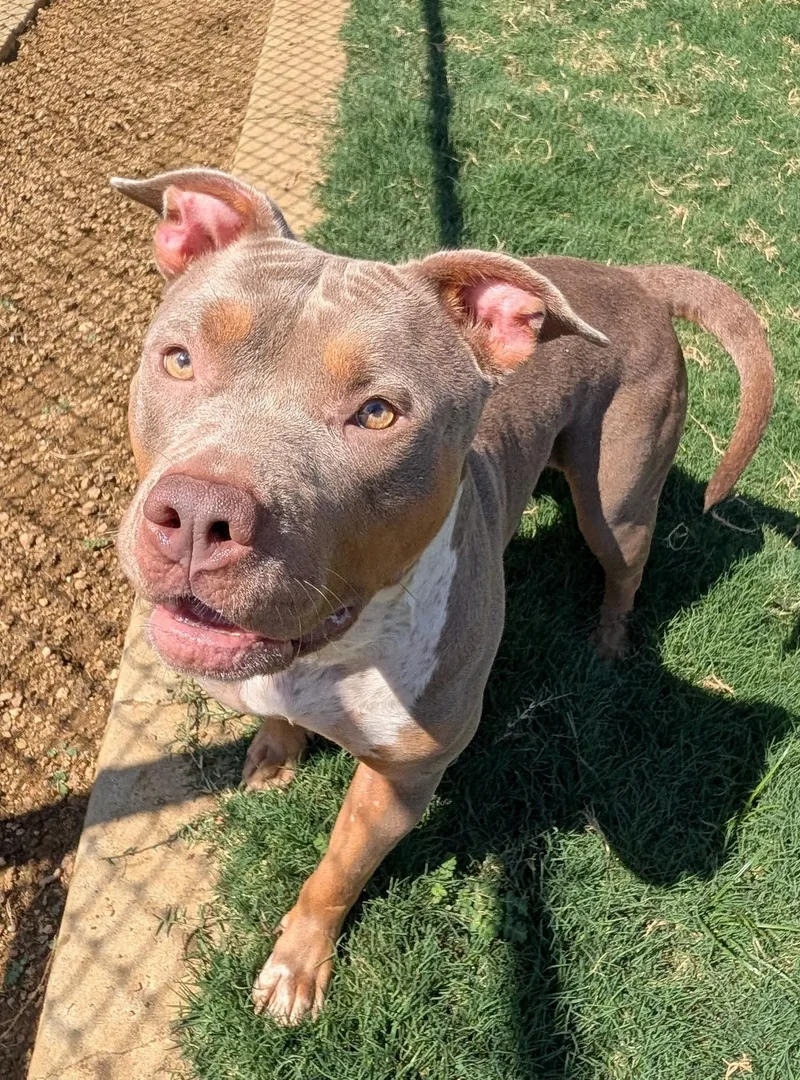 An adult medium-sized female Pit Bull Terrier dog named Jersey A for adoption in Plano, TX
