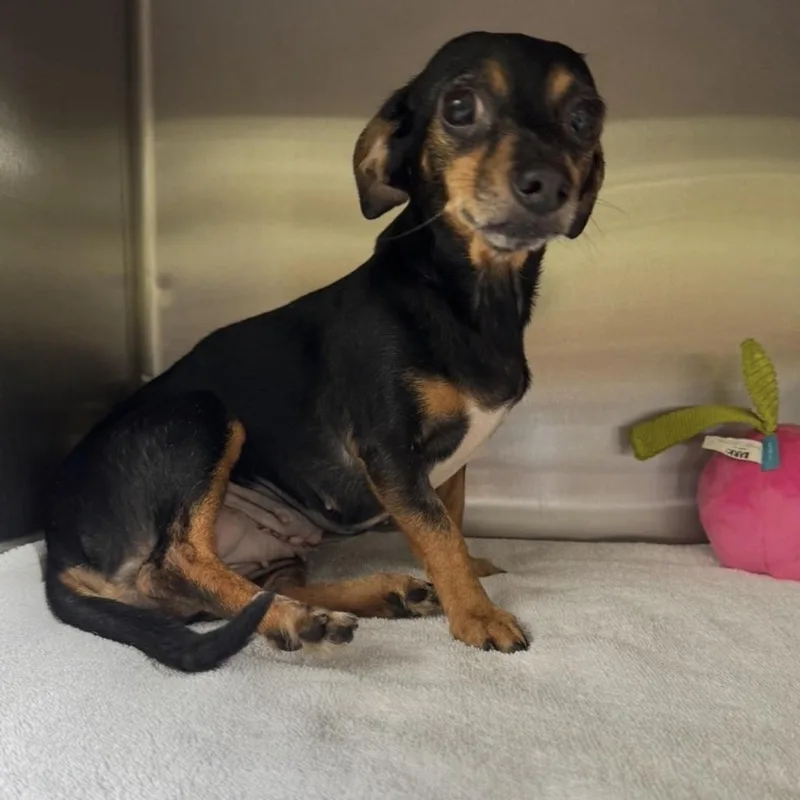 An adult small-sized female Black Chihuahua dog named Megan for adoption in North Port, FL