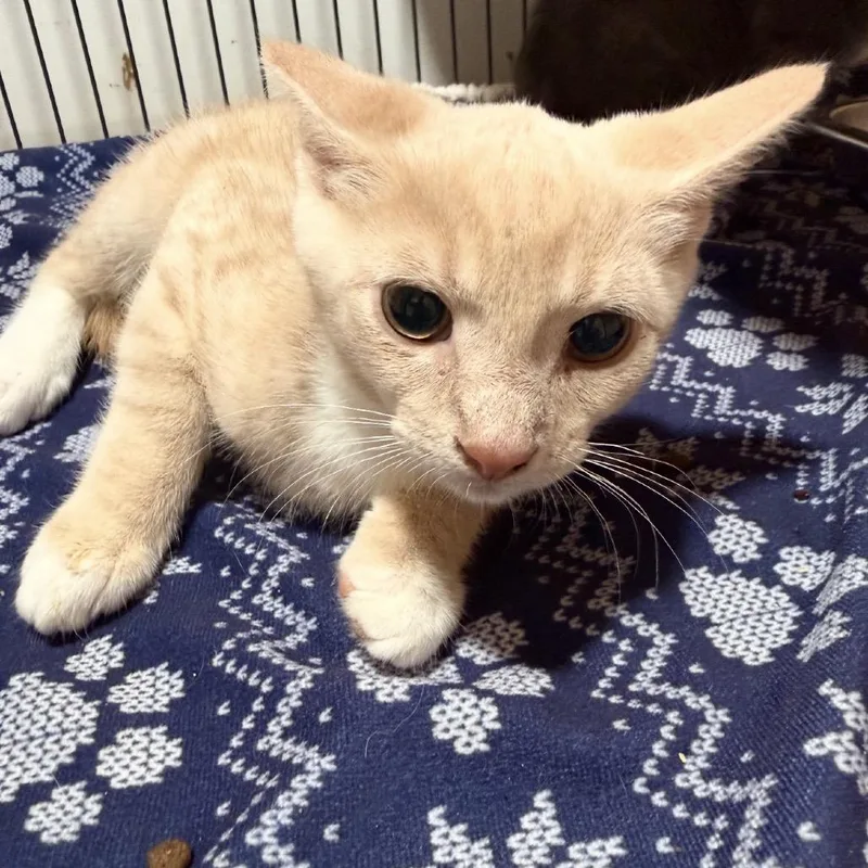 Mittens