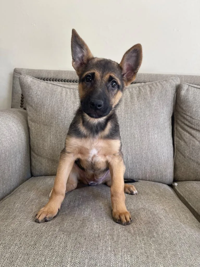 A baby large-sized female Mixed Breed dog named Brilly for adoption in Thousand Oaks, CA